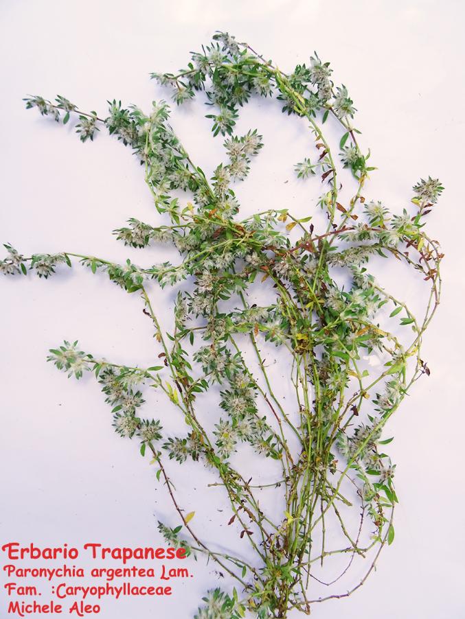Paronychia-argentea-Lam..jpg