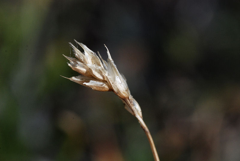 <i>Sesleria juncifolia</i> Suffren subsp. <i>juncifolia</i>