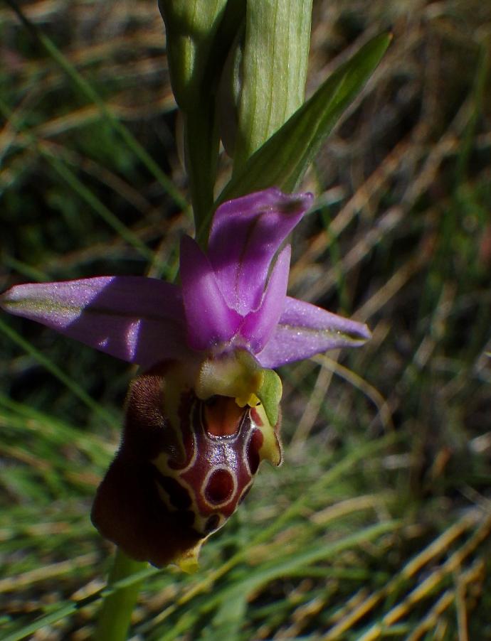 Ophrys mattinatae0.JPG