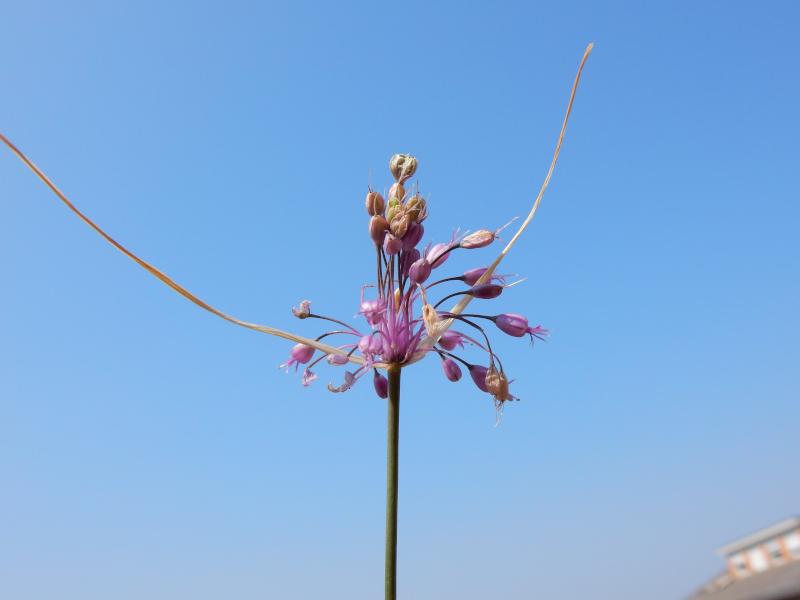 Allium coloratum.JPG