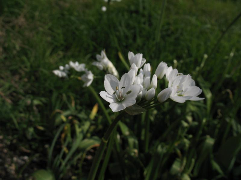 Allium neapolitanum.JPG