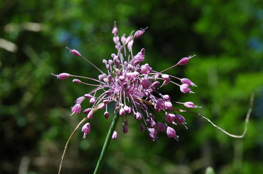 Allium coloratum-Gajum-500m-lug 2008.JPG
