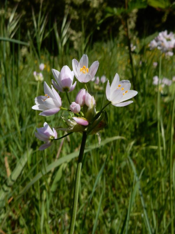 Allium roseum.JPG