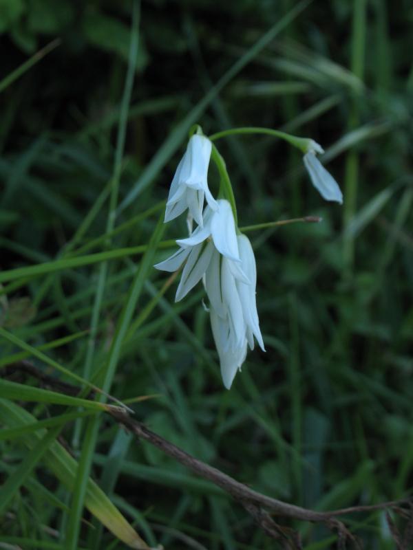 Allium triquetrum.JPG