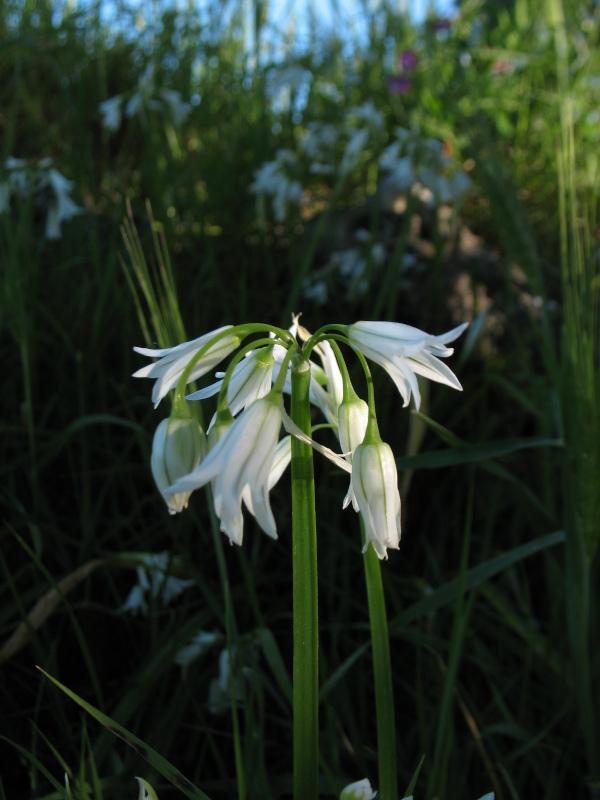 Allium triquetrum_Anacapri.JPG