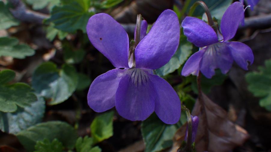 Viola riviniana Rchb.3.JPG