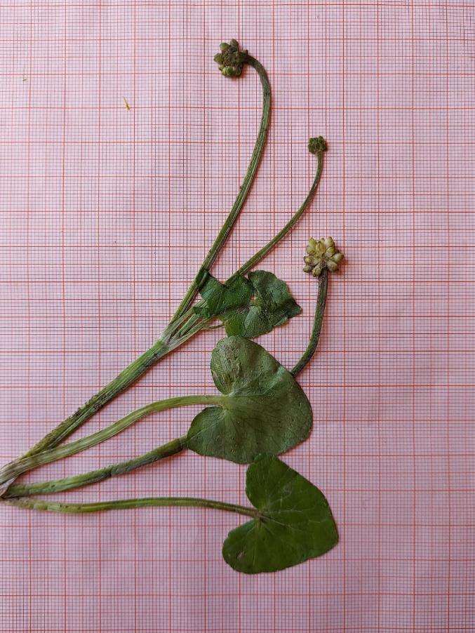 <i>Ficaria verna</i> Huds. subsp. <i>fertilis</i> (Lawalrée ex Laegaard) Stace