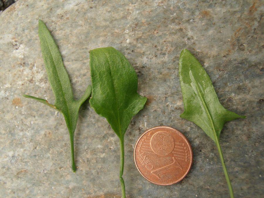 Rumex acetosella foglie (R.B.).jpg