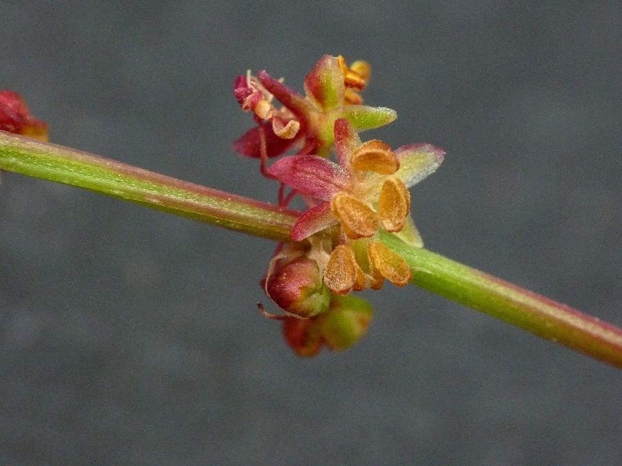 Rumex acetosella fiori (C.C.).jpg