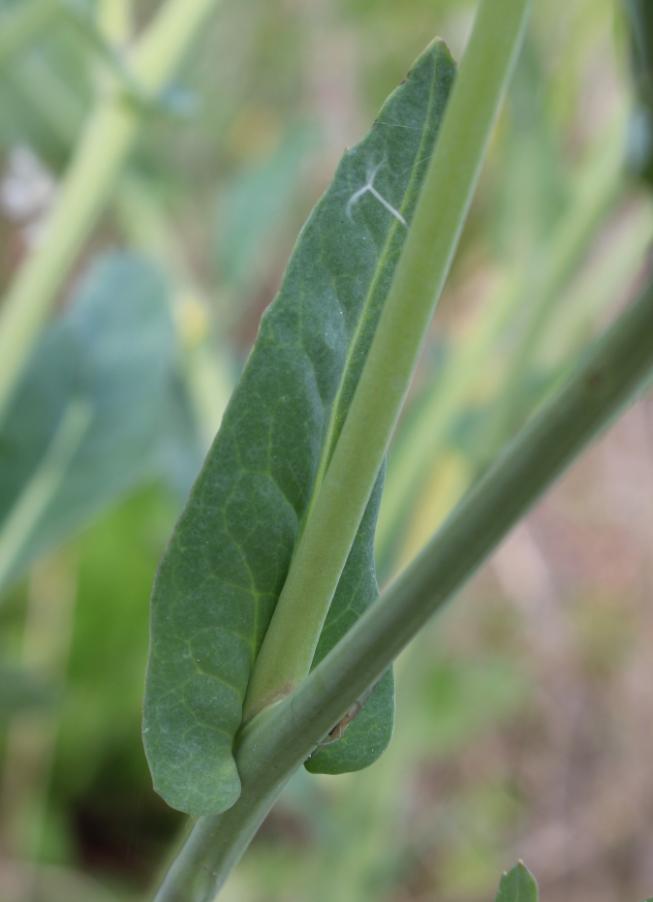 <i>Brassica napus</i> L.