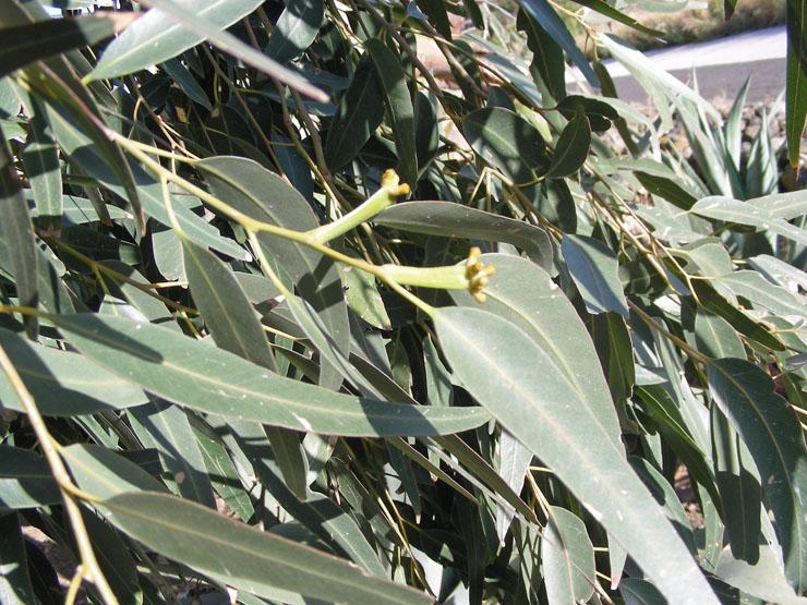 <i>Eucalyptus botryoides</i> Sm.