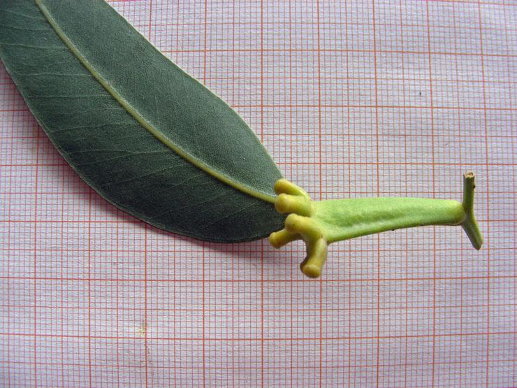 <i>Eucalyptus botryoides</i> Sm.