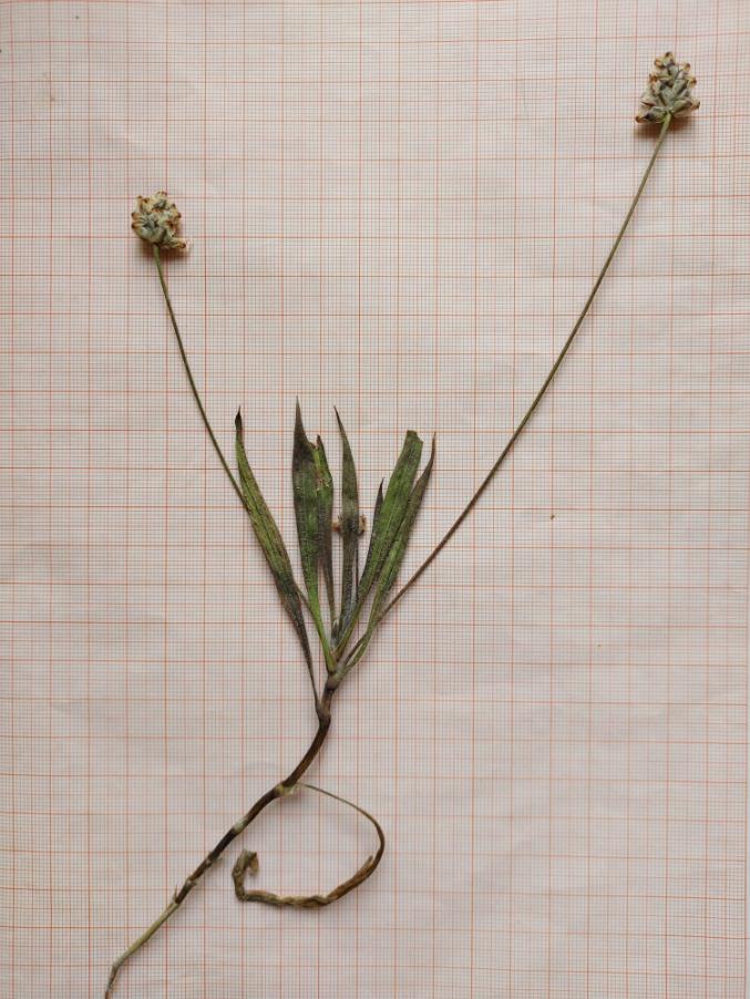 <i>Plantago amplexicaulis</i> Cav. subsp. <i>amplexicaulis</i>