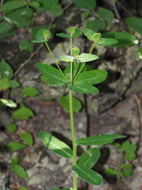 Euphorbia hyberna canuti23 gouta giu 2019.jpg