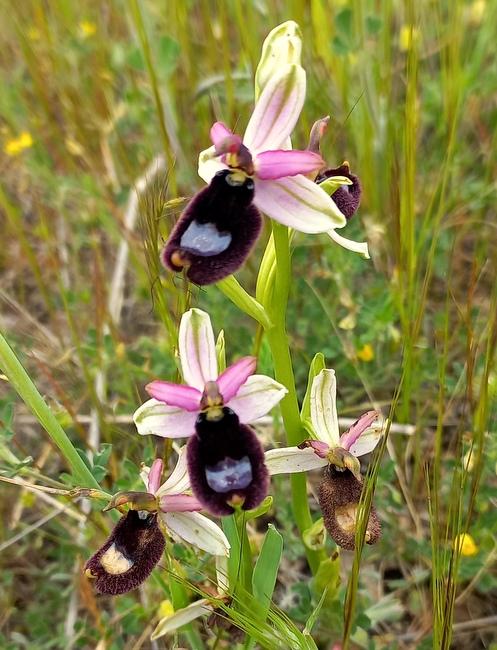 <i>Ophrys bertolonii</i> Moretti