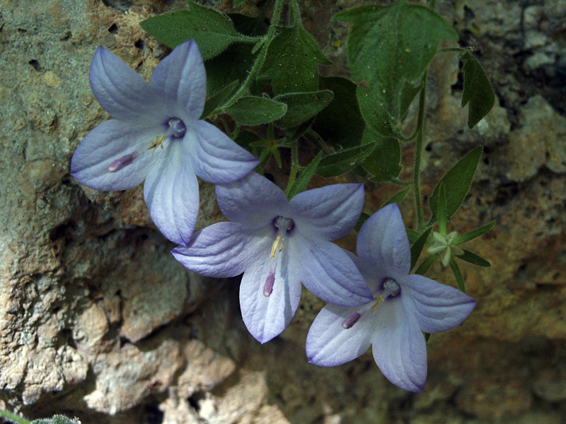 <i>Campanula fragilis</i> Cirillo subsp. <i>cavolinii</i> (Ten.) Damboldt