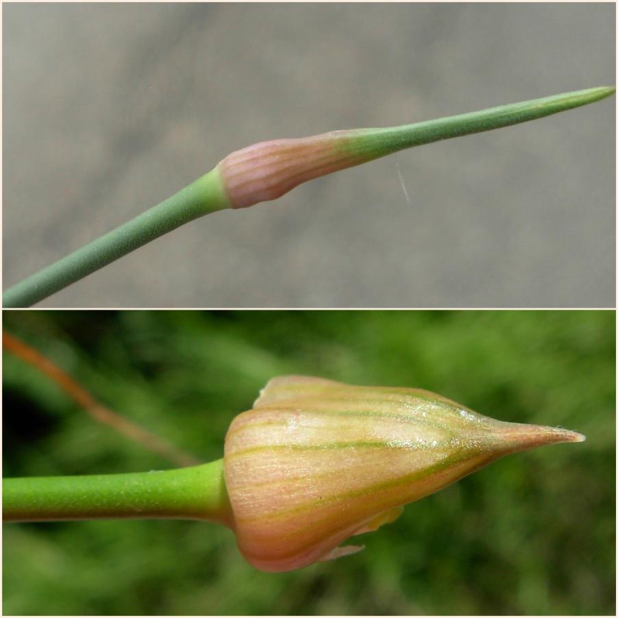 3- Allium pallens.jpg