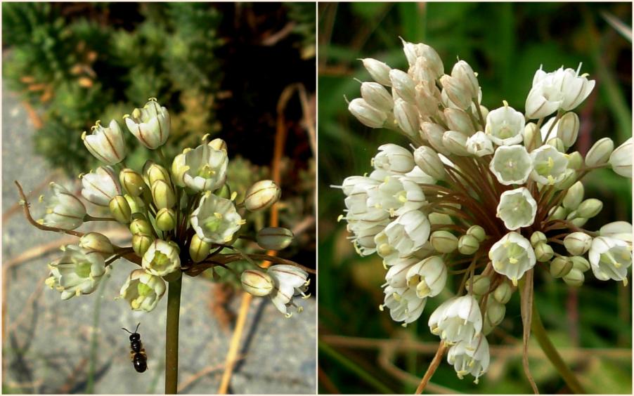 4-Allium pallens.jpg
