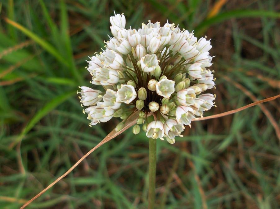 5-Allium pallens L.-30-06-17-15.27.38 (2).jpg