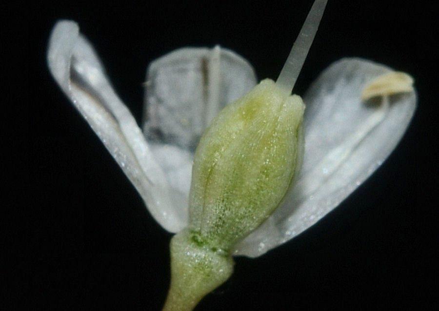 6-Allium 20210702-367.jpg