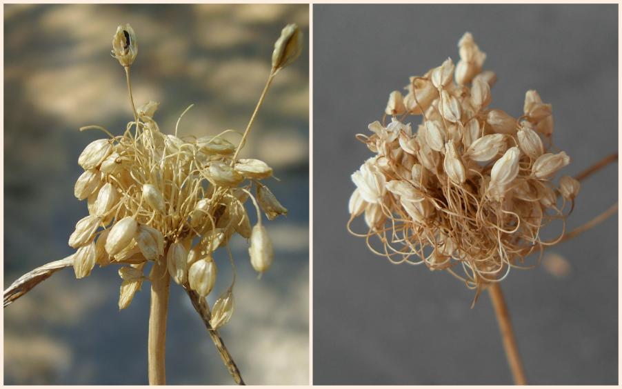 7-Allium pallens.jpg