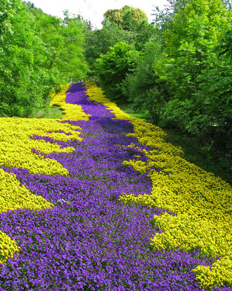 Cascata di viole.jpg