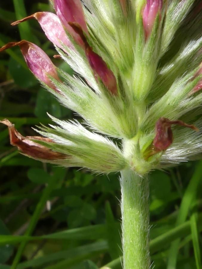 <i>Trifolium incarnatum</i> L. subsp. <i>molinerii</i> (Balb. ex Hornem.) Ces.