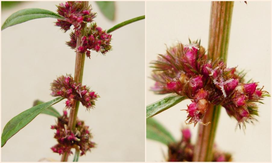 6-Amaranthus tuberculatus-6-.jpg