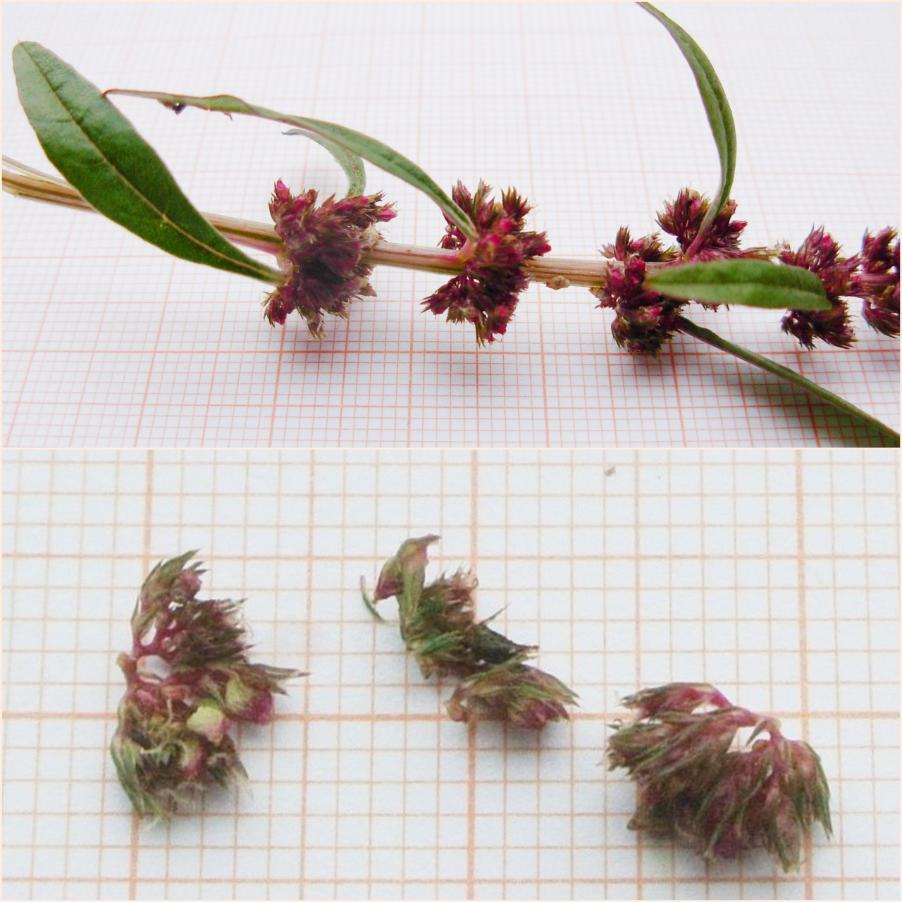 7-Amaranthus tuberculatus.jpg