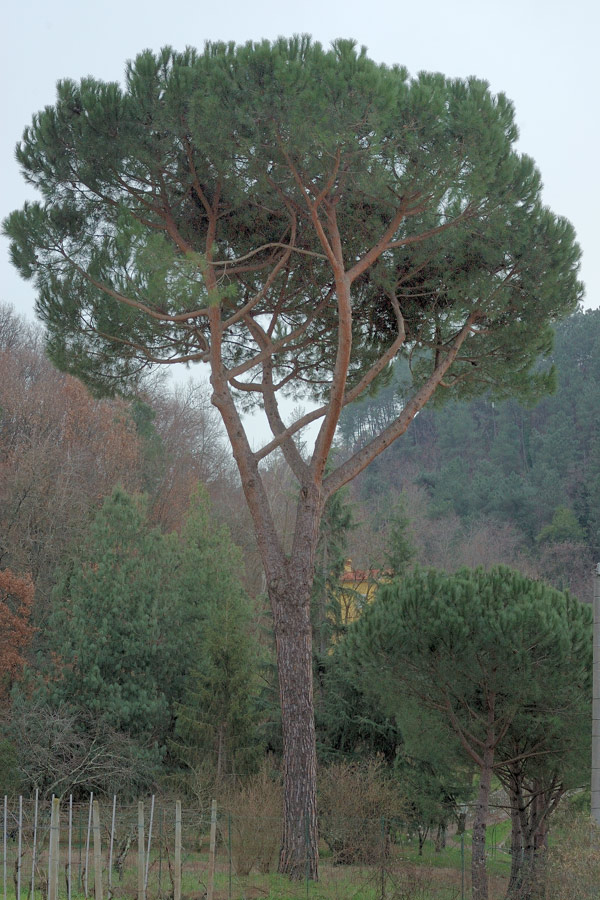 Pinus-pinea_6589.jpg