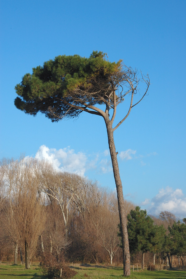 Pinus-pinea_6679.jpg