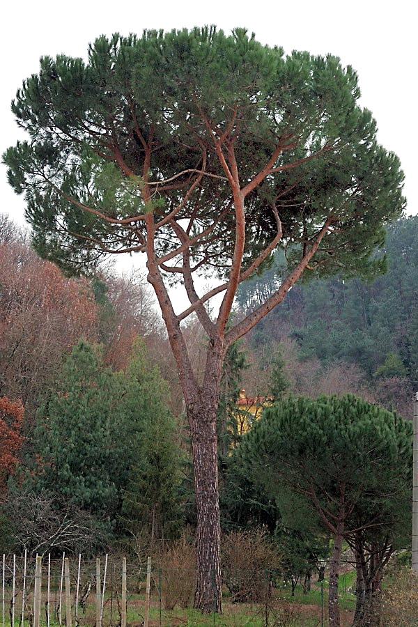 Pinus pinea L.