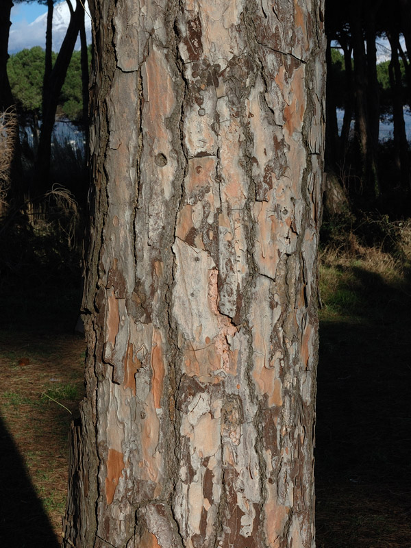 Pinus pinea L. {F 989}