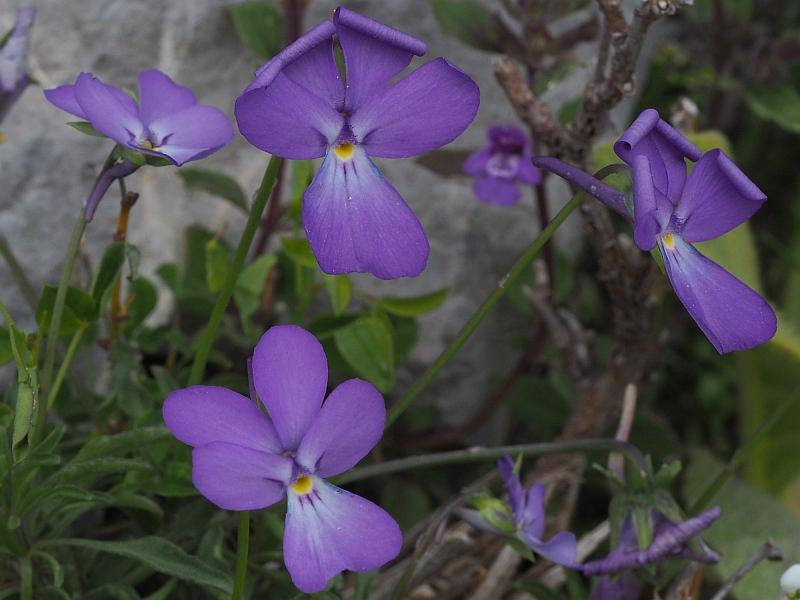 Viola cavilleri91 toraggio giu 2020.jpg