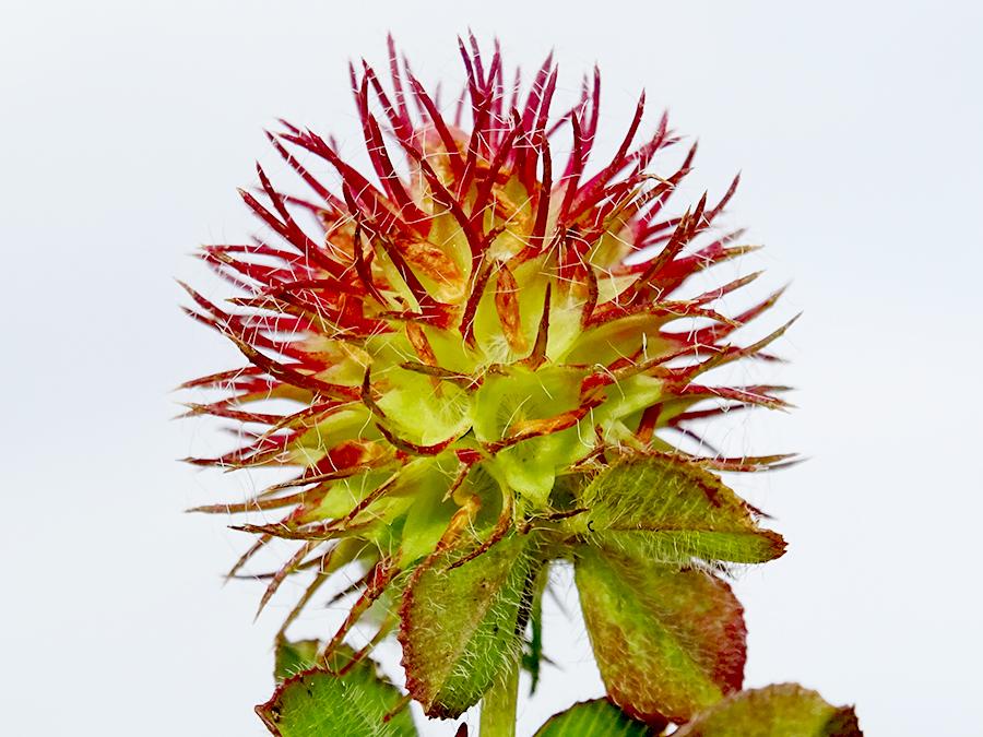 Trifolium-lappaceum-L..jpg