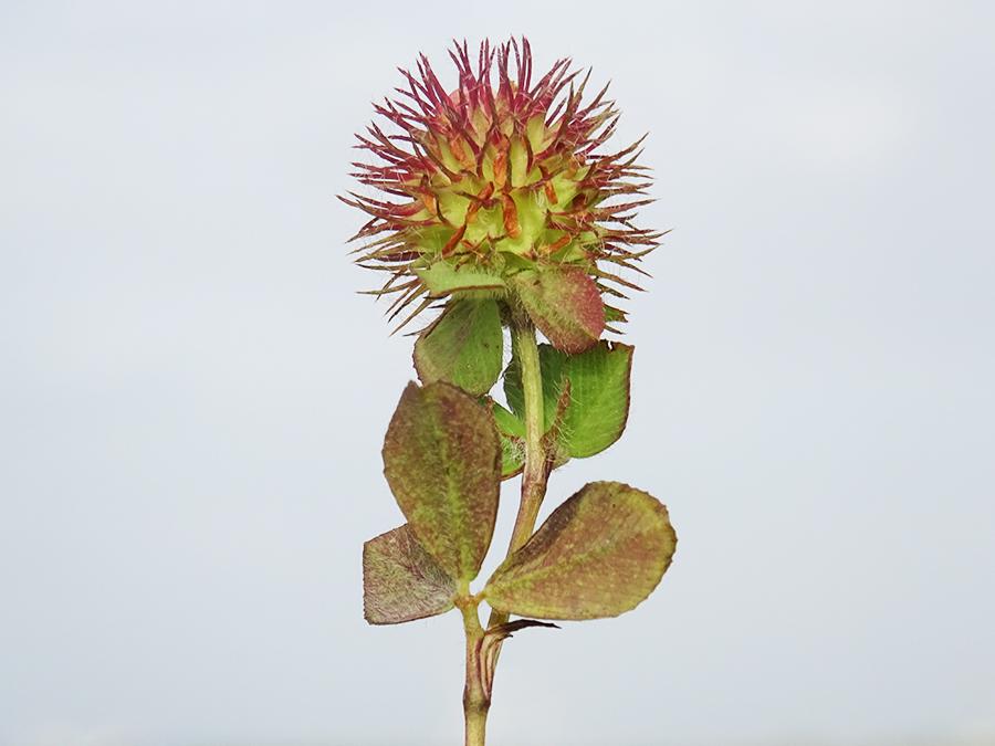 Trifolium-lappaceum-L..jpg