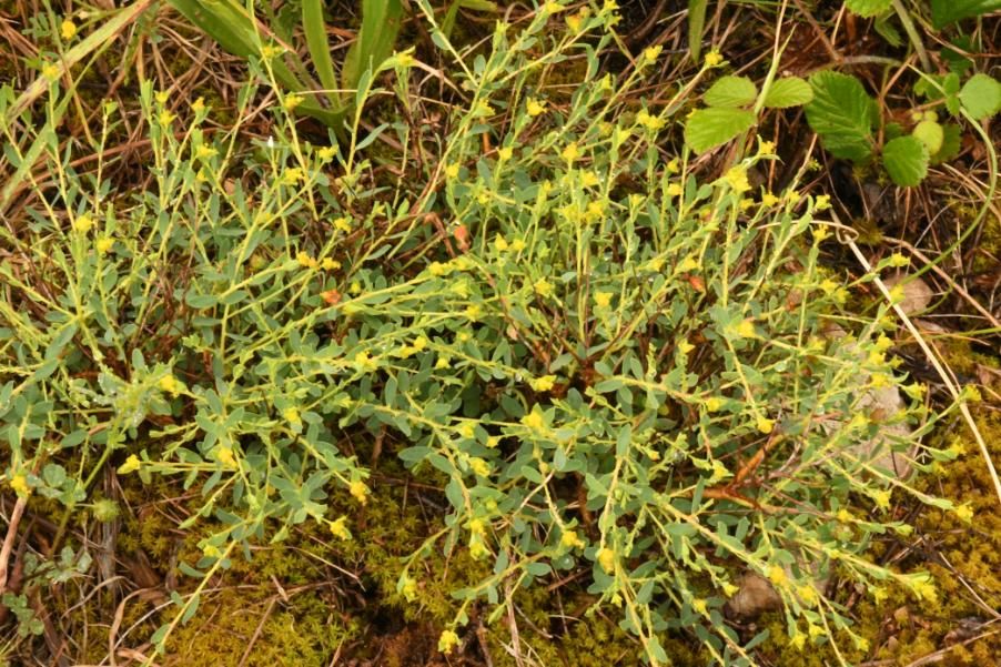 Euphorbia sp. 20230517 (1).JPG