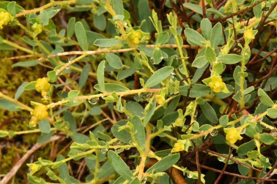 Euphorbia sp. 20230517 (2).JPG