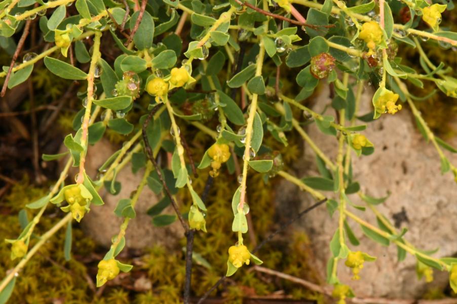 Euphorbia sp. 20230517 (3).JPG