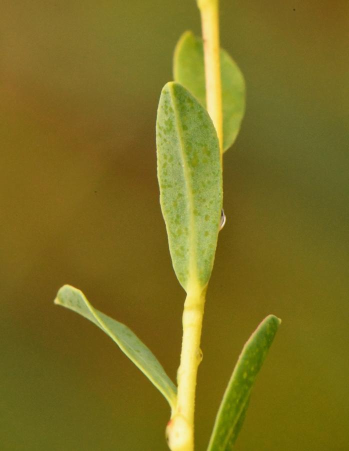 Euphorbia sp. 20230517 (4).JPG