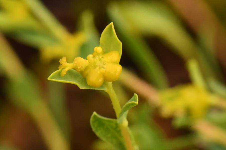 Euphorbia sp. 20230517 (5).JPG