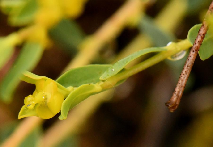 Euphorbia sp. 20230517 (6).JPG