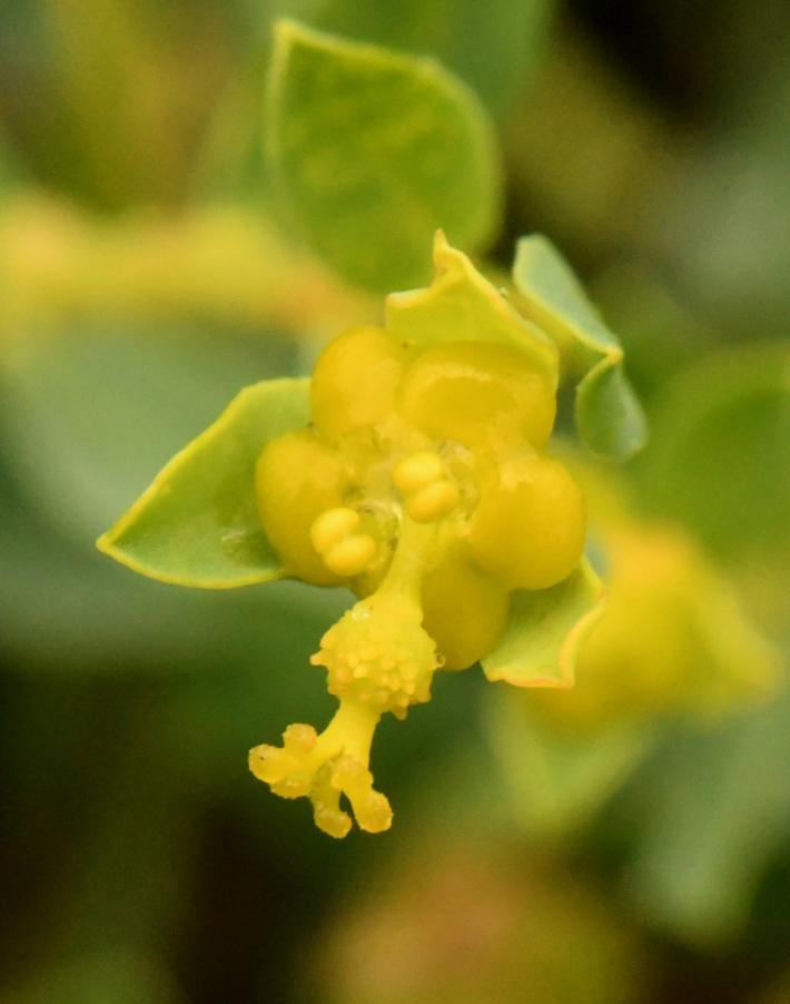 Euphorbia sp. 20230517 (8).JPG