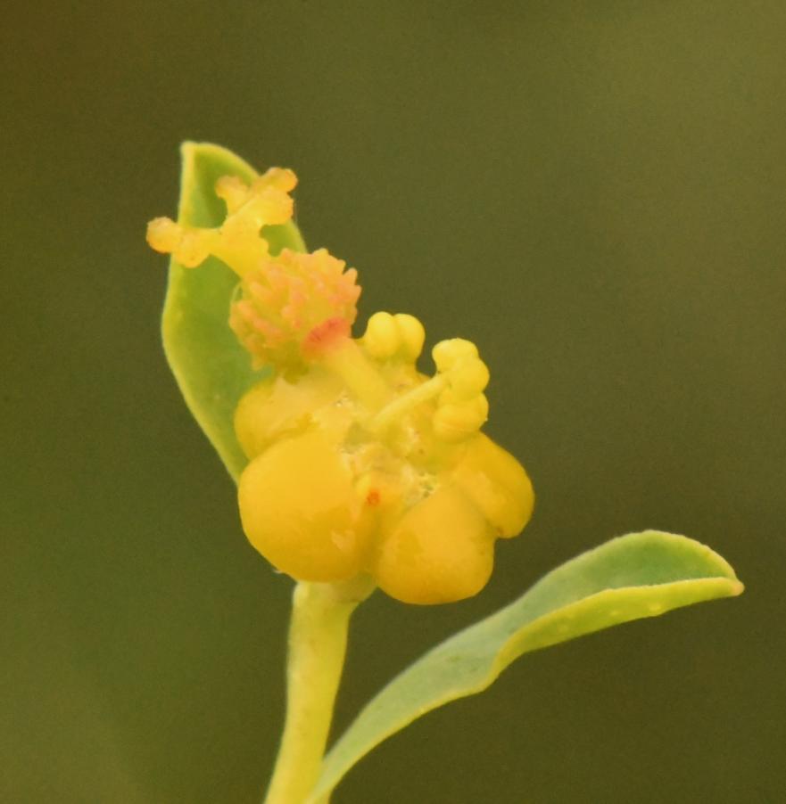 Euphorbia sp. 20230517 (11).JPG