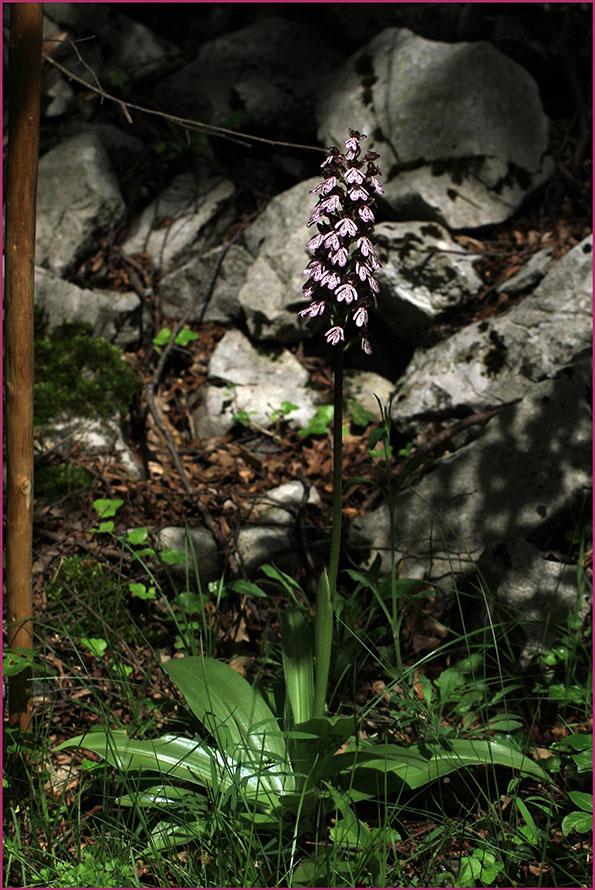Orchis purpurea IMG_5275.jpg