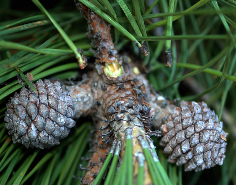 Pinus pinea L.