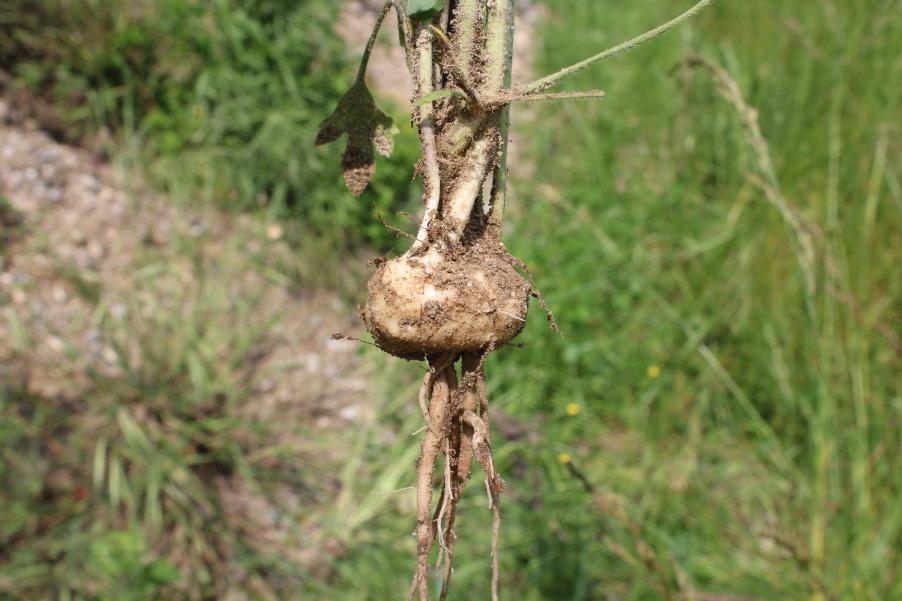Ranunculus bulbosus 11.JPG