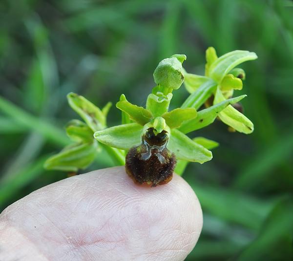 Ophrys - 25.5.23 - GP - DSCN3276-72-600-148.jpg