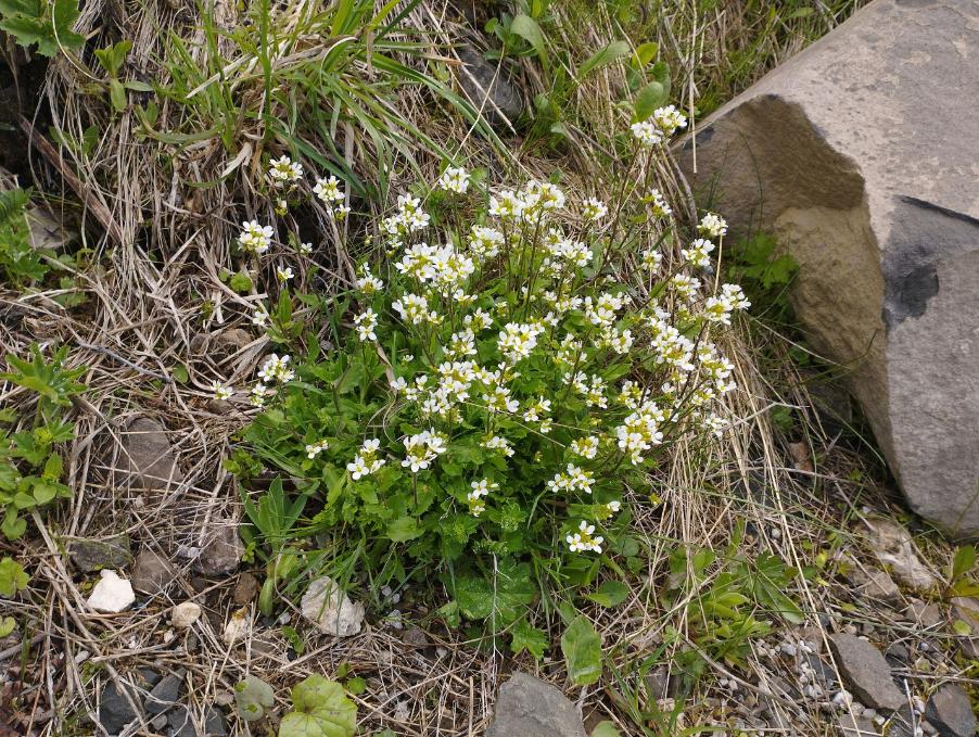<i>Arabis alpina</i> L. subsp. <i>alpina</i>