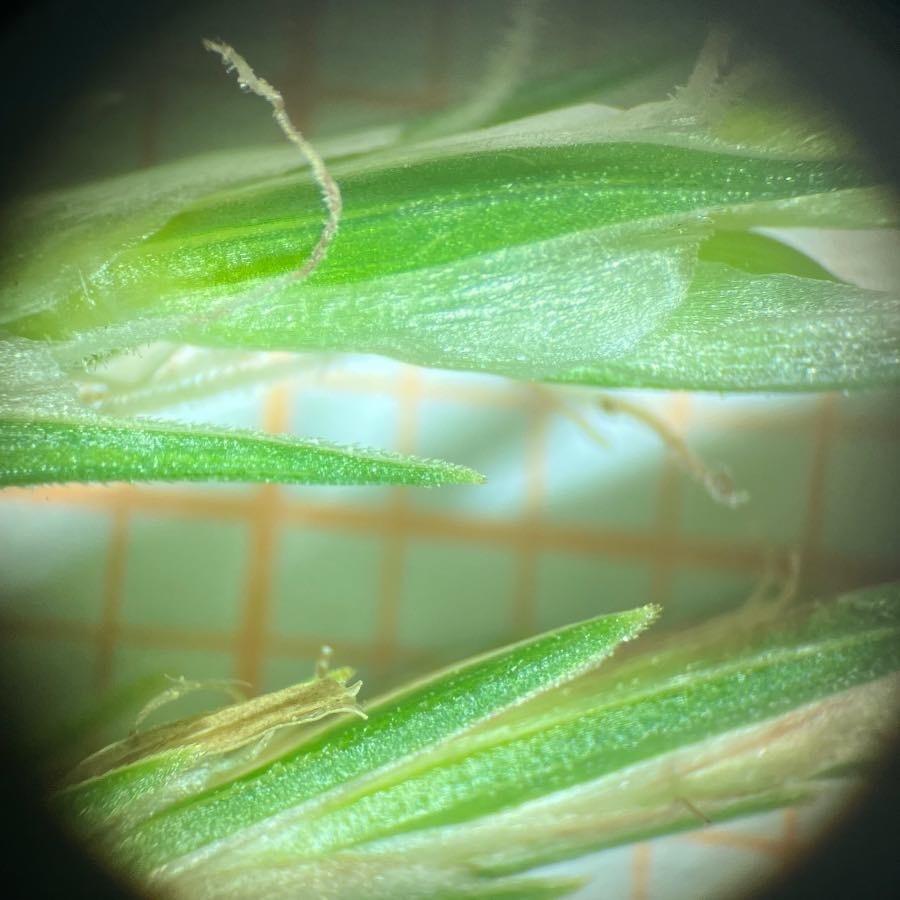 <i>Carex olbiensis</i> Jord.